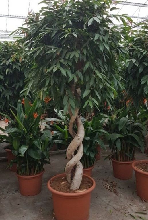 Ficus amstel king gedraaide stam