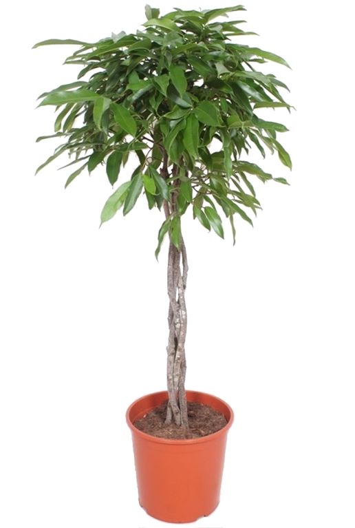Ficus amstel king gevlochten stam