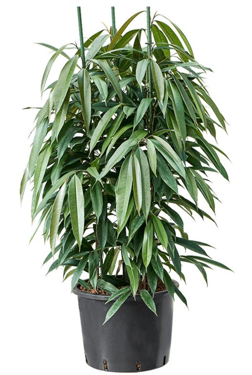 Ficus amstel king hydrocultuur 1