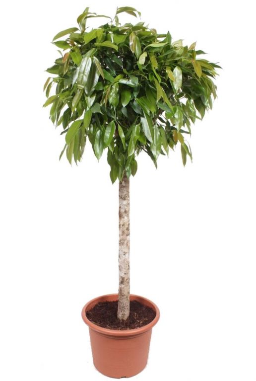 Ficus amstel king kamerplant 2