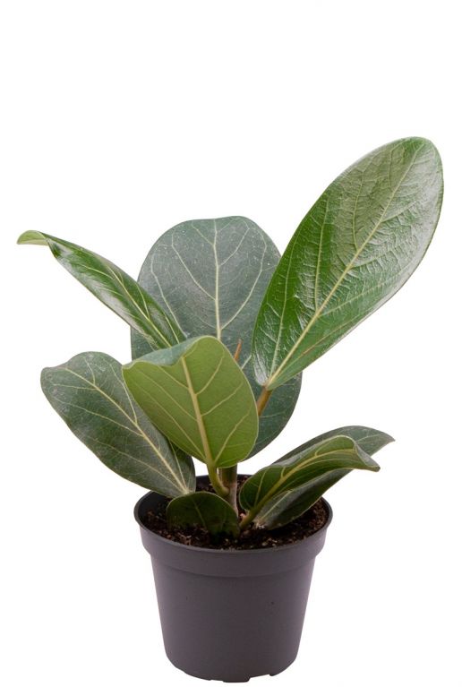 Ficus benghalensis audrey 1