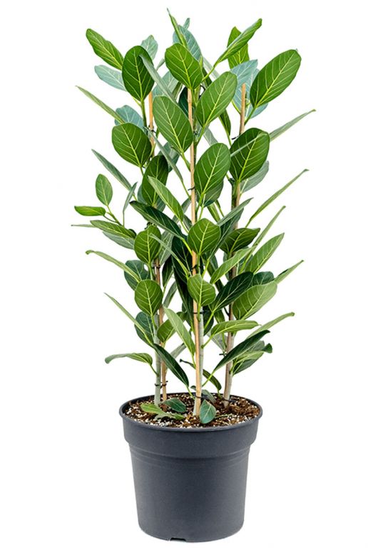Ficus benghalensis audrey 2