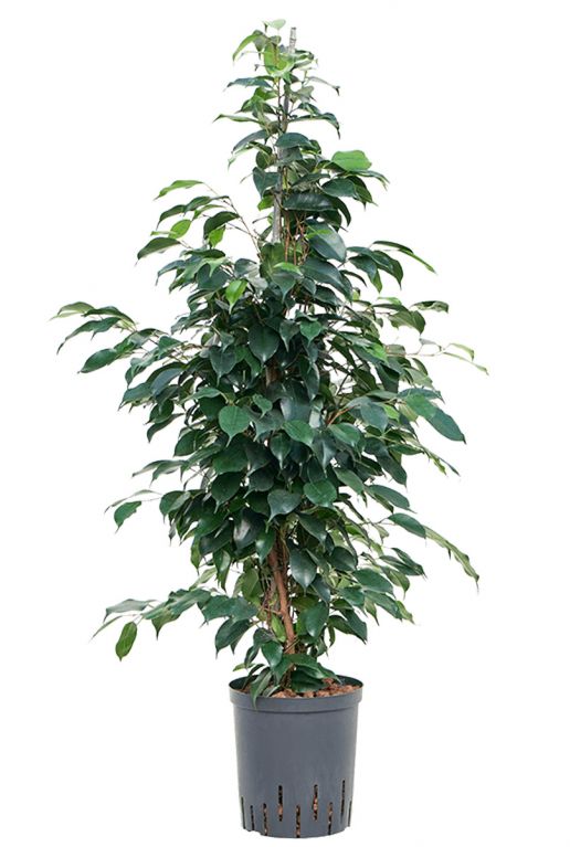 Ficus benjamina danielle 2