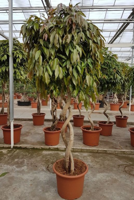Ficus binnendijkii amstel king plant