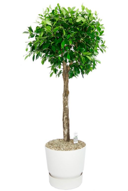 Ficus boom in witte elho pot