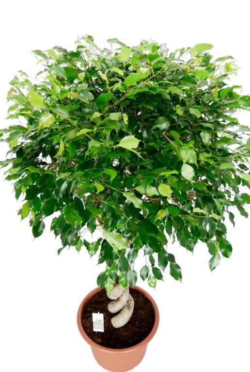 Ficus boom kamerplant