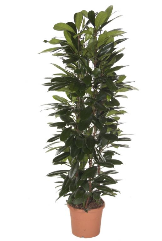 Ficus cyatistipula kamerplant 1