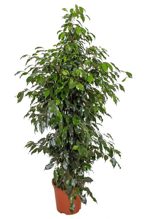Ficus danielle kopen kamerplant
