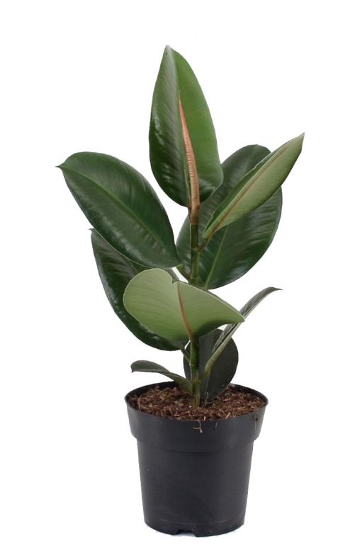Ficus elastica robusta kamerplant 1