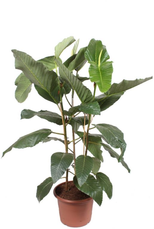 Ficus floris kamerplant