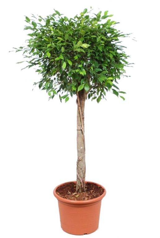 Ficus foliole kamerplant boom