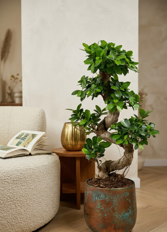 ficus_ginseng_bonsai