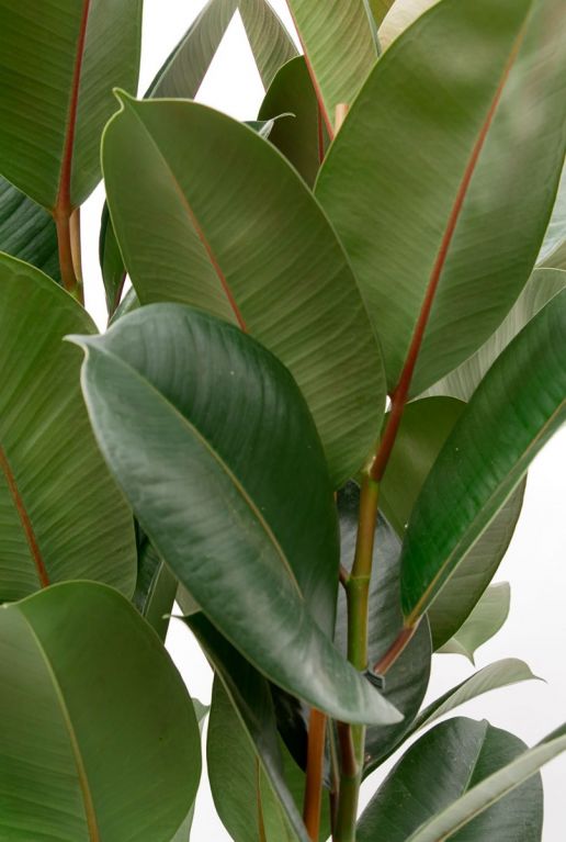 Ficus grote groene bladeren 1