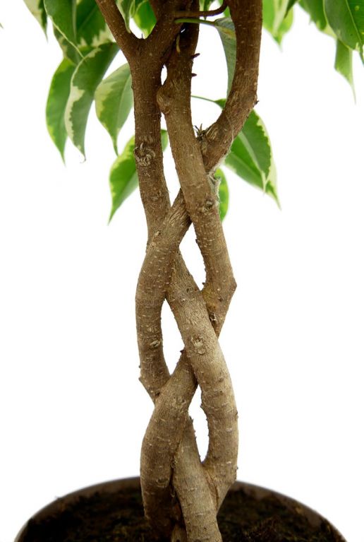 Ficus kamerplant gevlochten stam