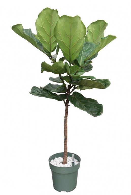 Ficus lyrata op stam