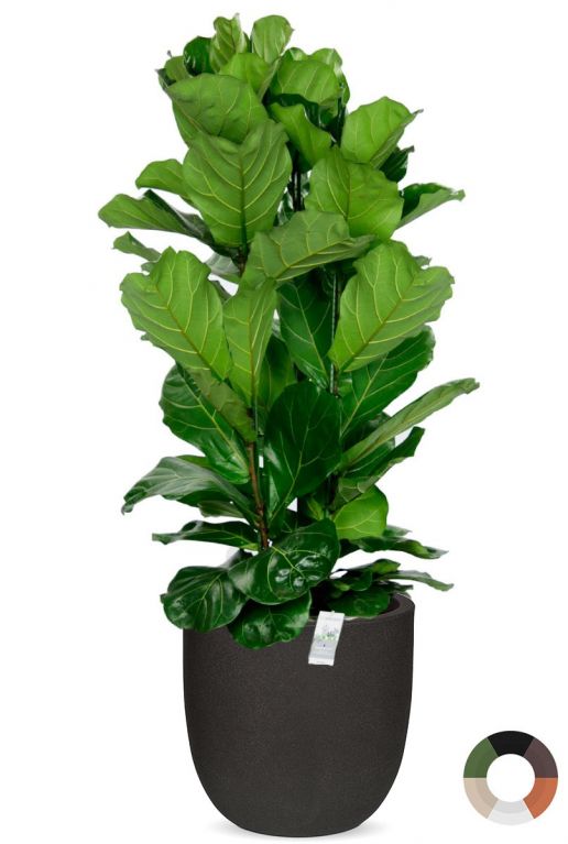 Ficus lyrata 1