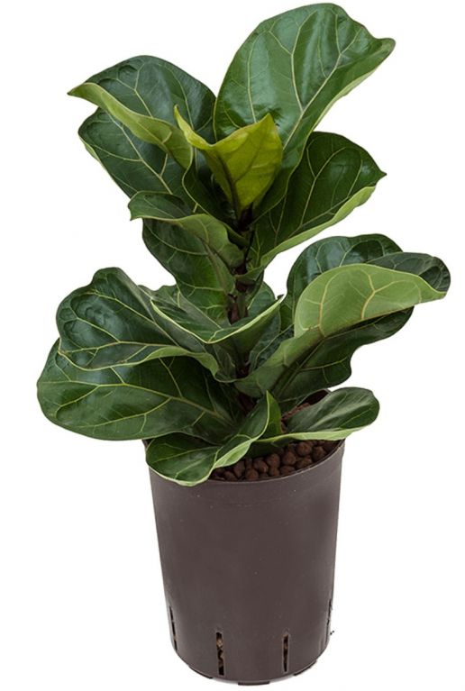 Ficus lyrata bambino hydrocultuur