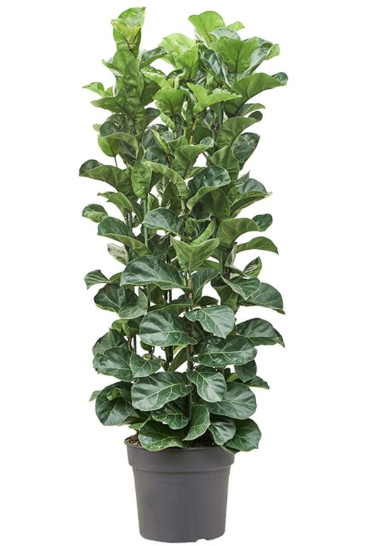 Ficus lyrata bambino planten