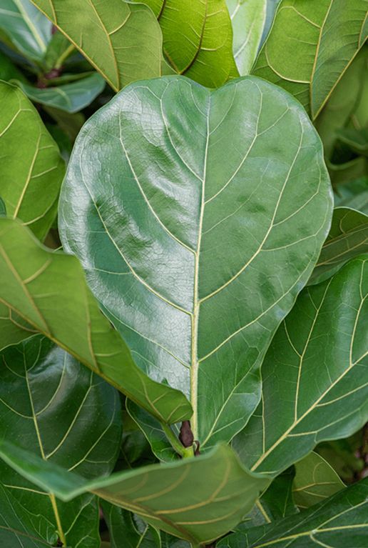 Ficus lyrata blad 6