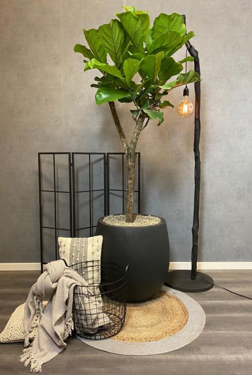Ficus lyrata op stam 2