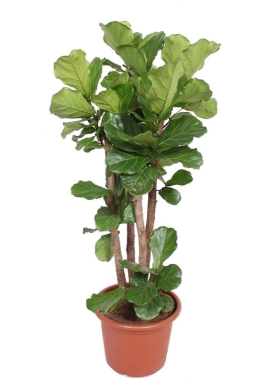 Ficus lyrata plant 2