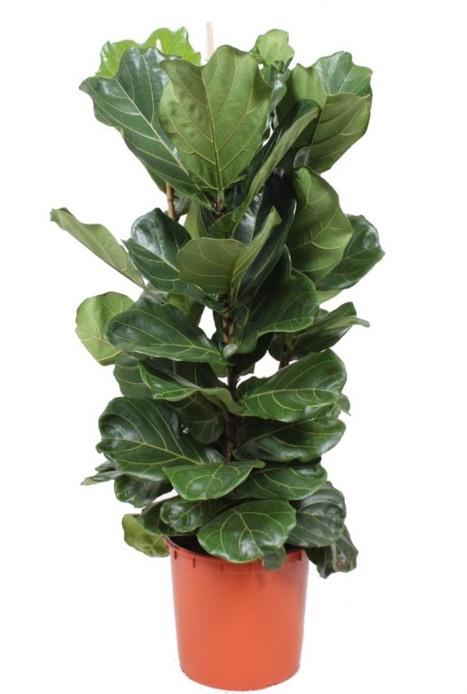 Ficus lyrata plante d-interieur 2