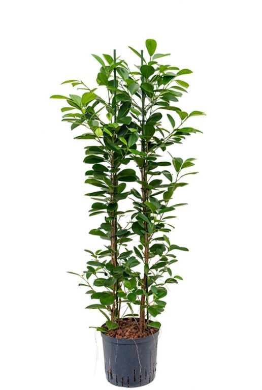 Ficus moclame hydrocultuur 1
