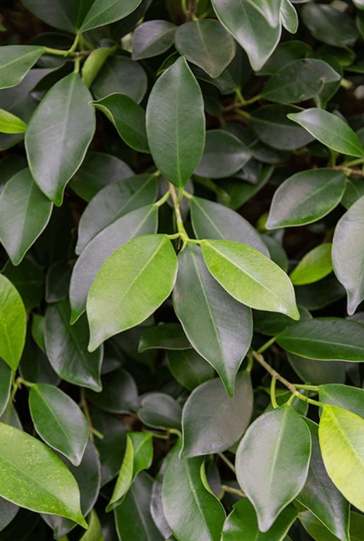 Ficus nitida 1