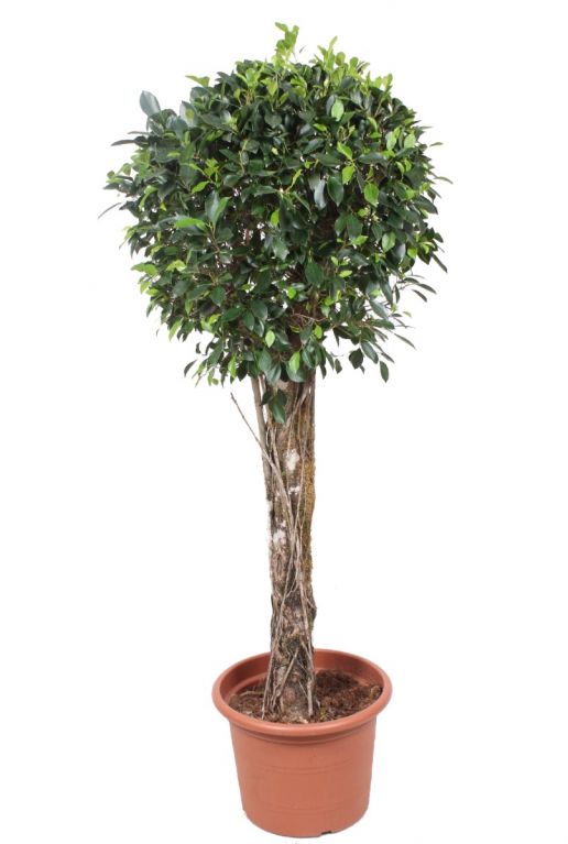 Ficus nitida plant boom