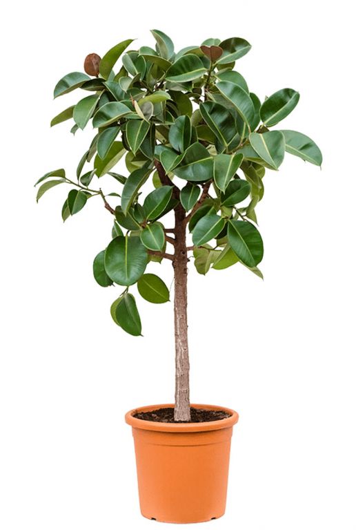 residu Hiel Gedwongen Ficus elastica Robusta | Rubberplant 180cm kopen?- 123planten.nl