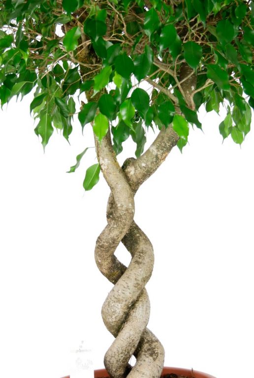 Ficus plant gedraaide stam