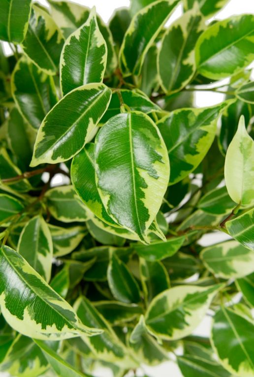 Ficus plant groen gele bladeren