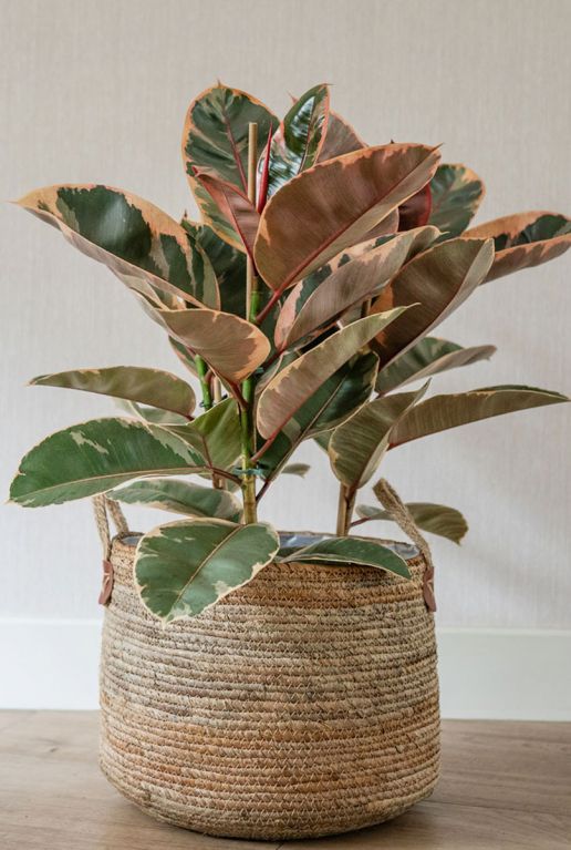 Ficus plant in mand 1