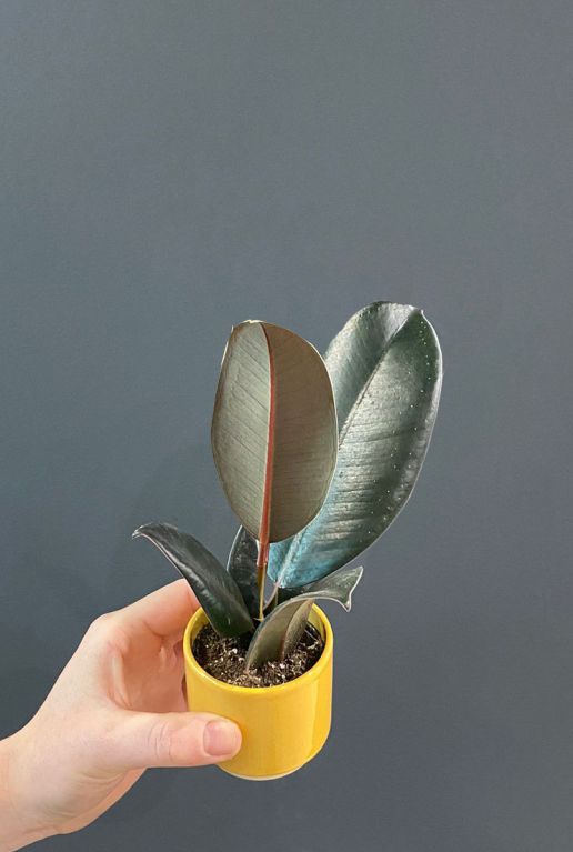 Ficus robusta mini plant