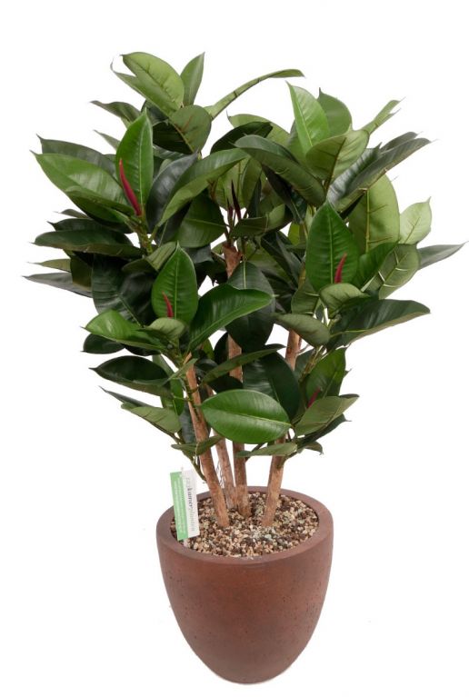 Ficus zijdeplant in pot 1 1