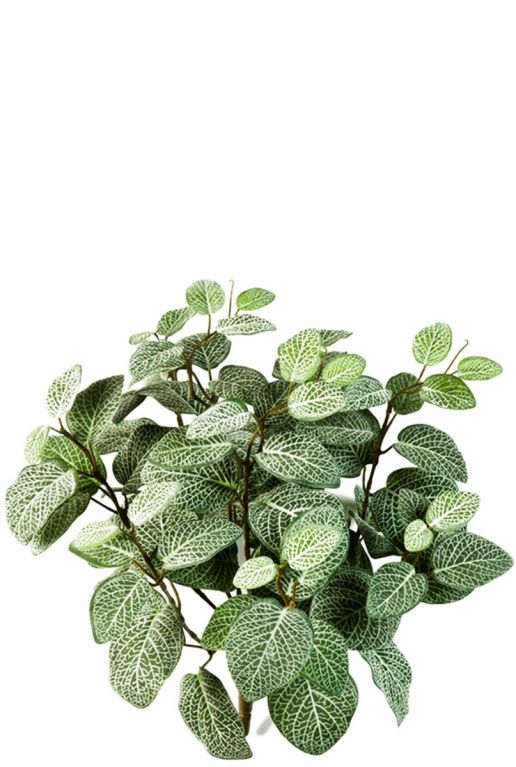 Fittonia kunstplantje