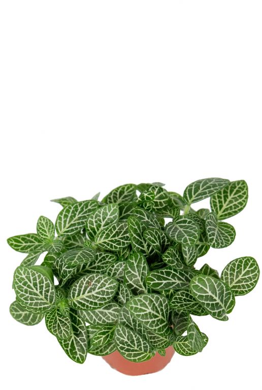 Fittonia verschaffeltii stekje