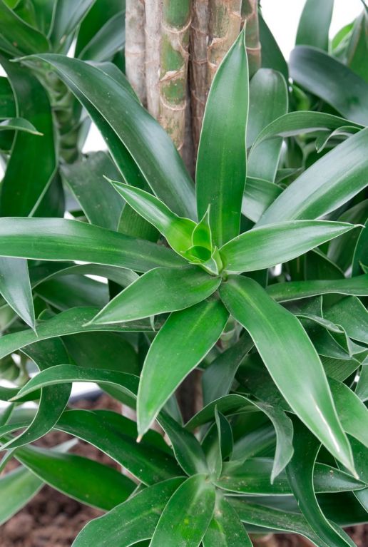 Groene kleine bladeren dracaena