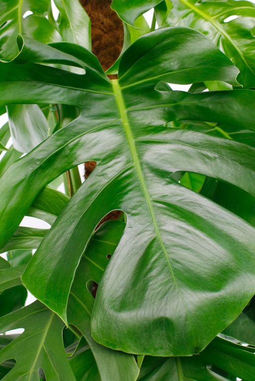 Groot groen blad van de gatenplant