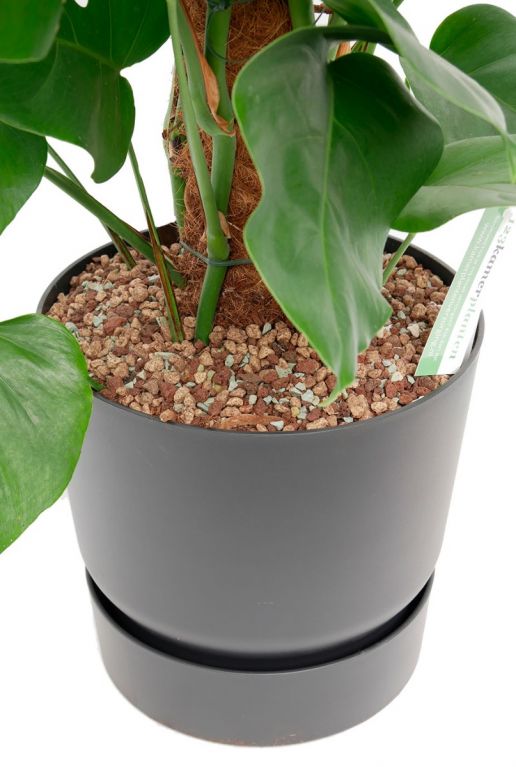 Monstera in pot 