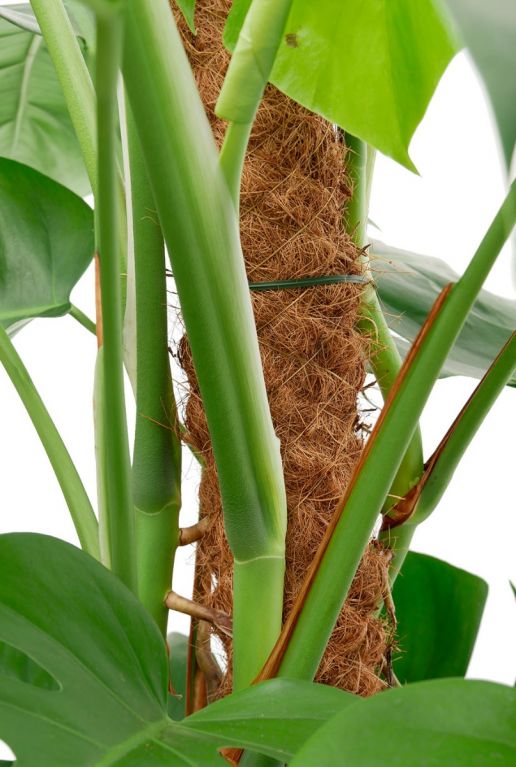 Monstera mosstok 