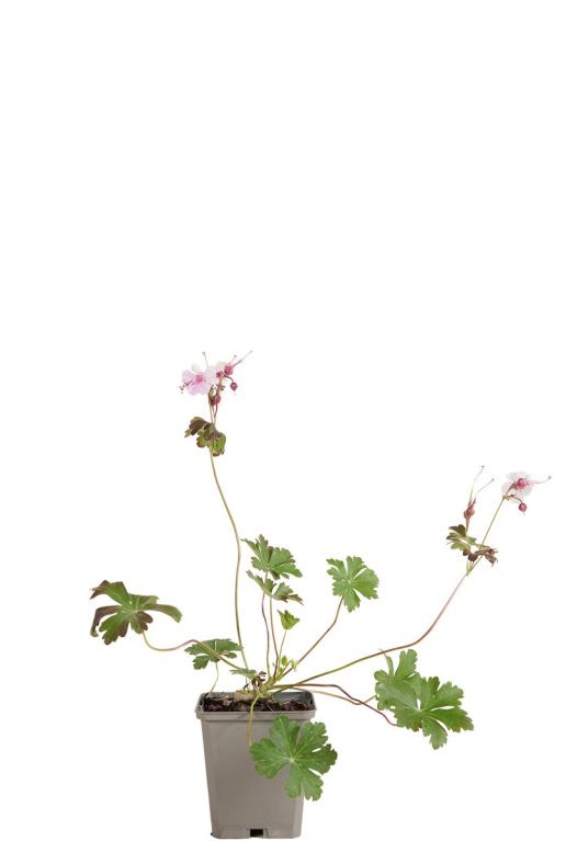 Geranium cant