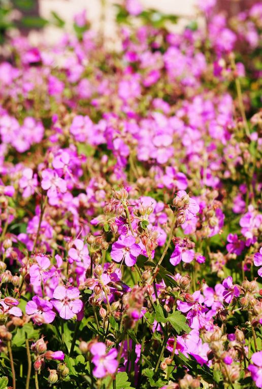 Geranium cantabrigiense cambridge tuinplant