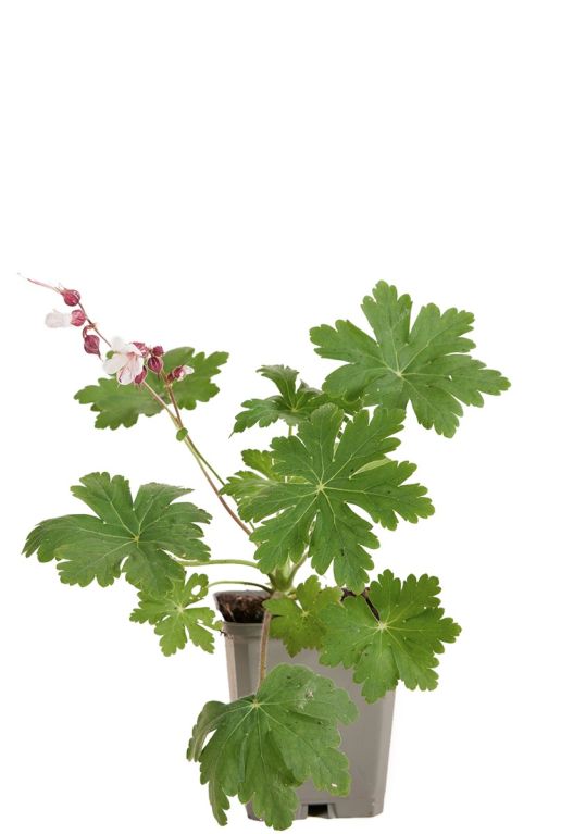 Geranium macr