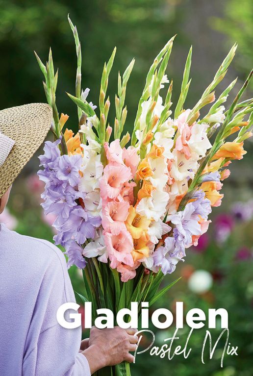 Gladiolen pastel mix bloembollen