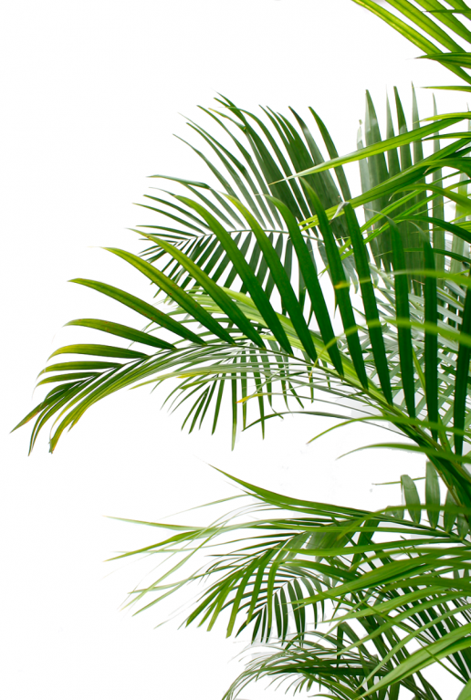 Goudpalm kamerplant 40cm