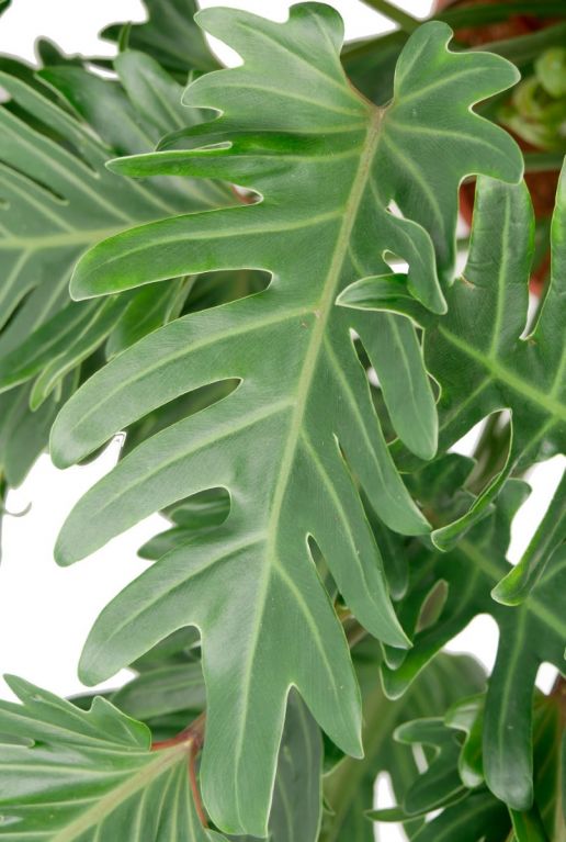 Groen blad met inkeping 1