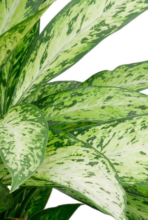 Dieffenbachia Vesuvius