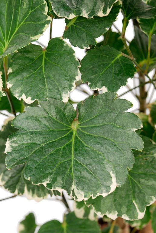Aralia Balfourii