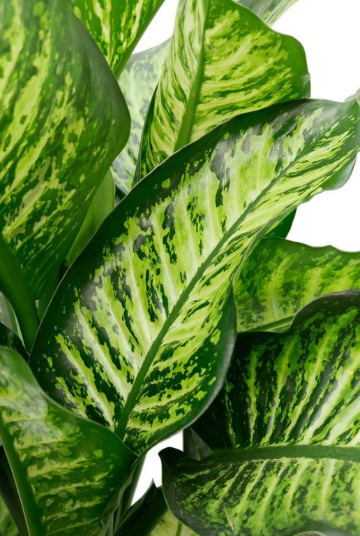 Dieffenbachia maroba